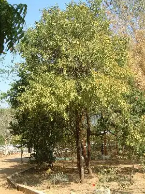 タナカの木