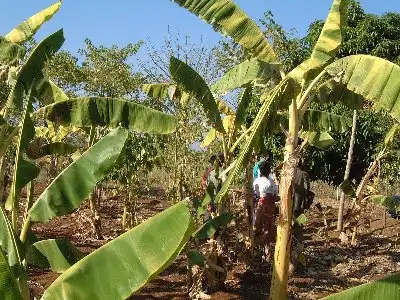 バナナ畑