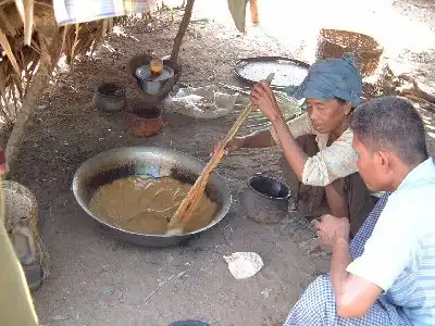 ミャンマーの砂糖ヤシ