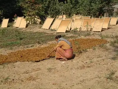 ミャンマー・ニャウンゴン村の藁紙作り